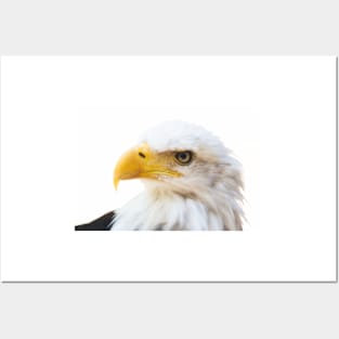 Bald Eagle Posters and Art